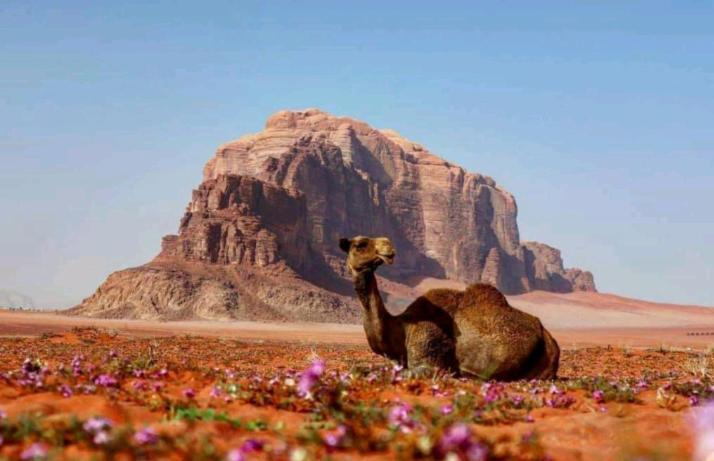 Wadi Rum Bedouin Time 外观 照片